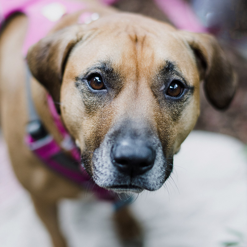 Humane Society of Northwest Montana Pet Adoption Center in Montana