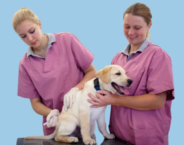 Humane Soceity of Northwest Montana - Roundup for Safety Grant Award Safeguards Lives